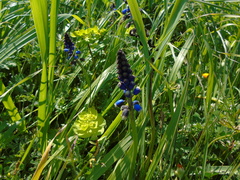 Bellevalia dubia boissieri