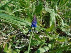 Bellevalia dubia boissieri