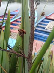 Schoenoplectus californicus