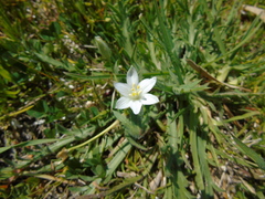 Ornithogalum