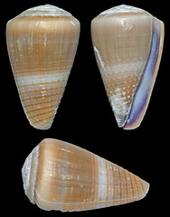 Conus frigidus