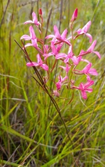 Disa gladioliflora
