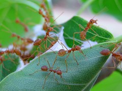 Oecophylla smaragdina