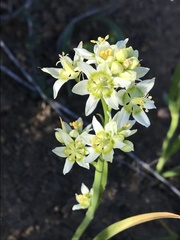 Melanthiaceae