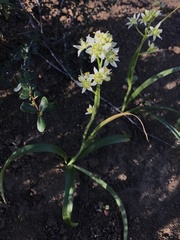 Melanthiaceae