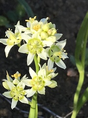 Melanthiaceae