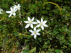 Ornithogalum