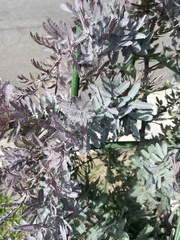 Acacia baileyana
