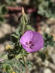 Eremalche parryi kernensis