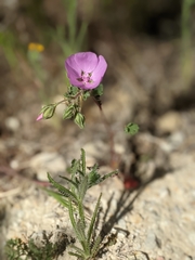 Eremalche parryi kernensis