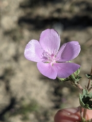 Eremalche parryi kernensis