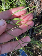 Baccharis angustifolia