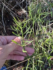 Baccharis angustifolia