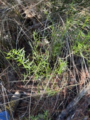 Baccharis angustifolia