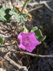 Eremalche parryi kernensis