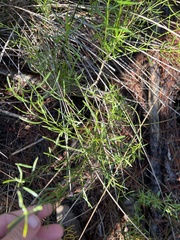 Baccharis angustifolia