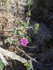 Eremalche parryi kernensis