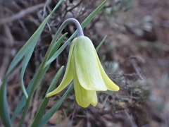 Fritillaria mughlae