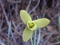Fritillaria mughlae