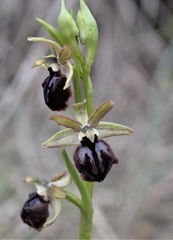 Ophrys sphegodes passionis