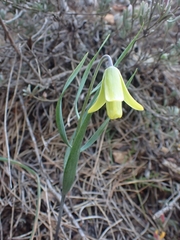Fritillaria mughlae