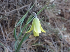 Fritillaria mughlae