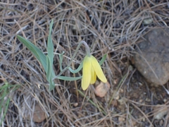 Fritillaria mughlae