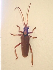 Dejanira quadripunctata