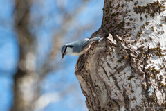 Sitta europaea