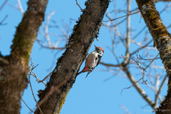 Dendrocoptes medius