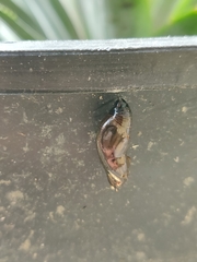 Mechanitis polymnia kayei