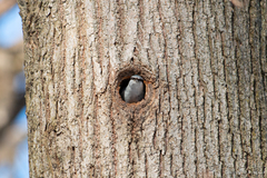 Sitta europaea