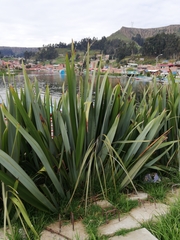 Phormium tenax