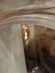 Mechanitis polymnia kayei