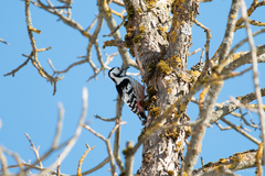 Dendrocopos leucotos