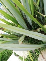 Phormium tenax