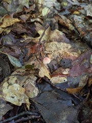 Marasmius pulcherripes