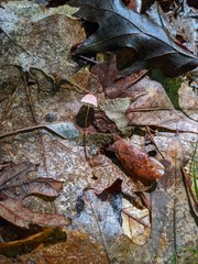 Marasmius pulcherripes