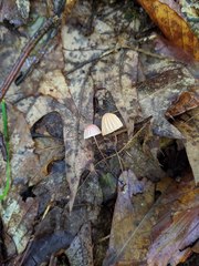 Marasmius pulcherripes