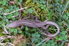 Lacerta strigata