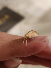 Aethiophysa falcatalis