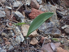 Fritillaria mughlae