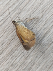 Synapte malitiosa