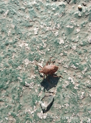 Apodiphus integriceps