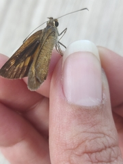 Synapte malitiosa