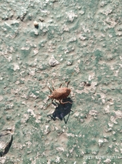 Apodiphus integriceps