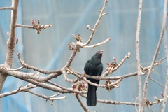 Eudynamys scolopaceus