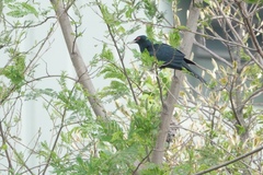 Eudynamys scolopaceus