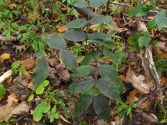 Leptoxyphium fumago
