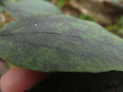 Leptoxyphium fumago
